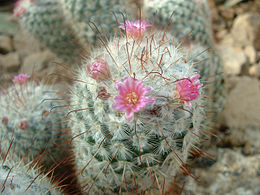 Kabliuotoji mamiliarija (Mammillaria bombycina)