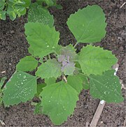 eirond blad van melganzenvoet (Chenopodium album)