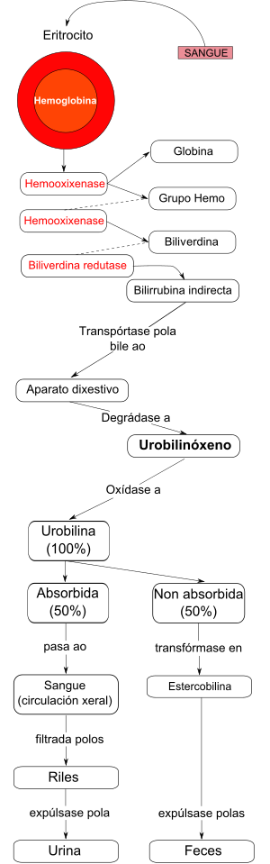 Миниатюра для Файл:Metabolismo da bilirrubina gl.svg