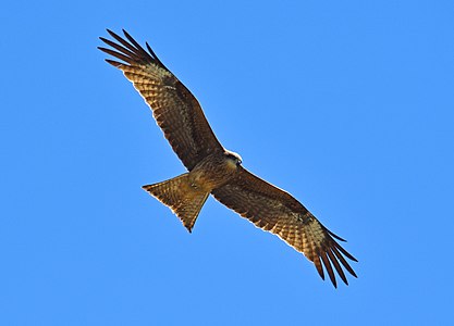 Milvus migrans