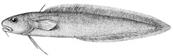 Hohtomureenaturska (Muraenolepis microps)