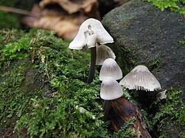 Bundelmycena