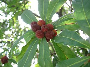 ruĝa miriko (Myrica rubra)