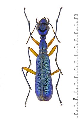 Neocollyris emarginata