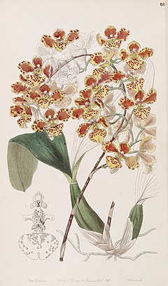 Description de l'image Oncidium amictum - Edwards vol 33 (NS 10) pl 66 (1847).jpg.