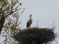 Cigogne sur son nid.