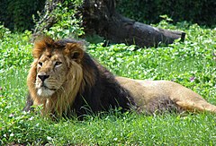 http://upload.wikimedia.org/wikipedia/commons/thumb/f/f9/Panthera_leo_persica_M.jpg/240px-Panthera_leo_persica_M.jpg