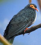 Papuan Mountain Pigeon 3.jpg