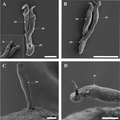 Male copulatory organ, scanning electron microscopy