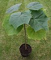 Paulownia elongata