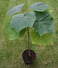 Miniatura para Paulownia elongata