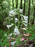 Flowers of Penstemon brevisepalus