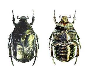 Protaetia (Liocola) marmorata dorsal ventral