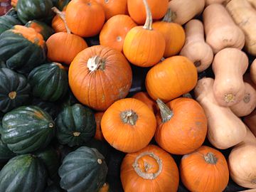 Tabla de "calabazas comestibles" de tipo "zapallo" (incluidos los nombres "auyama" o "ahuyama", "pipián maduro", "ayote"), es decir, frutos maduros de Cucurbita pero sólo de las especies Cucurbita pepo, C. moschata, C. maxima, C. argyrosperma e híbridos entre ellos, capacidad de conservarse al menos varios meses, muchos cultivos fueron seleccionados con la cáscara cada vez menos endurecida de forma que sea manipulable con cuchillo de cocina, otros cultivos poseen cáscara más dura y más apta para conservación que se corta con machete. Forma, tamaño y color de cáscara variables, pulpa que por el sabor no permite distinguir entre las especies ni entre cultivos, de color naranja oscuro a amarillo, y diferente calidad de sabor (cantidad de nutrientes, cantidad de azúcares), que posee valores característicos de cada cultivo pero suficiente variabilidad en los frutos de cada uno como para que permita una diferenciación clara. Se consume la pulpa madura: como puré, al horno, en almíbar, en mermelada, y especialmente en México las semillas tostadas ("pepitas") o molidas y en otras preparaciones. Hay cultivos para pulpa cuyas semillas se descartan (lo general en Cucurbita maxima), cultivos para semillas cuya pulpa se descarta (algunas variedades en México), y cultivos de los que se aprovechan ambas. "Zapallo" en el sur de Sudamérica (Argentina, Chile, Uruguay, Paraguay, Bolivia, Perú,[20]​ Ecuador) y en menor medida en el resto de Sudamérica donde pueden llamar así a los cultivos originarios del sur. "Auyama" o "ahuyama" en Colombia y Venezuela. "Calabaza" (comestible) en España, y en el norte de América hispana (como México) donde se superpone con diferente grado de éxito a los nombres indígenas: ayote, pipián. La especie predominante varía en forma regional y coincide con la originaria de cada región: Cucurbita maxima en el sur de Sudamérica, Cucurbita pepo en Norteamérica, Cucurbita moschata en América tropical, Cucurbita argyrosperma junto con la anterior en México.