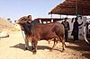 Red Sindhi Bull at Pakistan.jpg