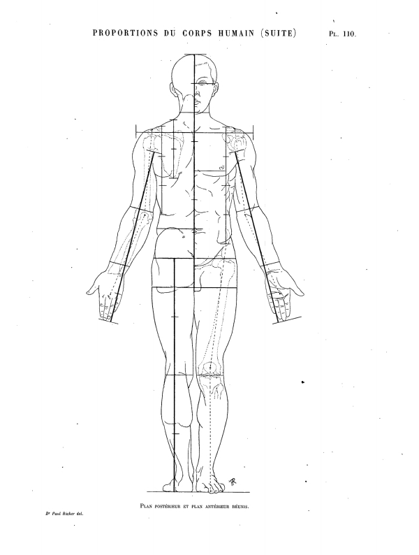 PROPORTIONS DU CORPS HUMAIN (SUITE) Pl. 110. Plan postérieur et plan antérieur réunis.