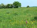 Rodborough Common flowering