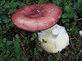 Apfel-Täubling (Russula paludosa)