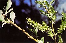 Salix lasiolepis (01) .jpg