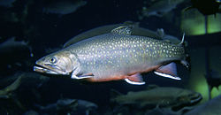 Avota palija (Salvelinus fontinalis)