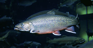 English: Brook trout (Salvelinus fontinalis).