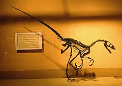 Saurornitholestes MOR1.jpg
