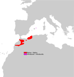 Área de distribución de Scelarcis perspicillata En vermello, nativa En rosa, introducida