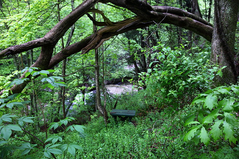 File:Seat-tree-forest-waterfall - West Virginia - ForestWander.jpg