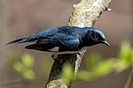 Miniatura para Setophaga caerulescens