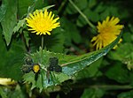 Vignette pour Sonchus oleraceus