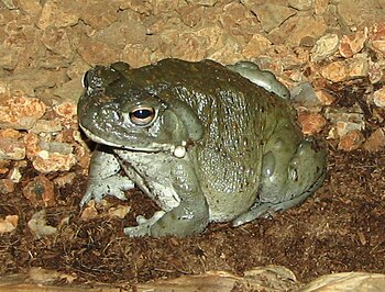 Sonoran Desert Toad (Bufo alvarius)