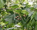 Elsbeere (Sorbus torminalis)