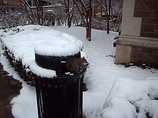 A squirrel's version of winterization: hiding out in a trash can.