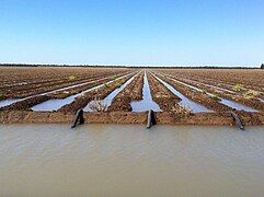 Siphons d'irrigation pour le coton près de St George.