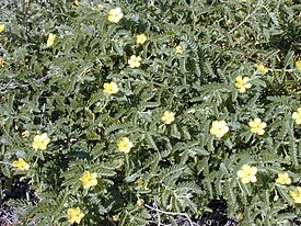 Tribulus cistoides -okarennokki