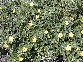 Tribulus cistoides