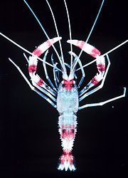 Stenopus hispidus.jpg