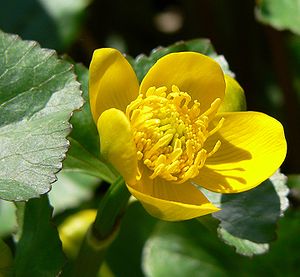 marĉa kalto (Caltha palustris)