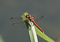 Sympetrum striolatum korrekt?