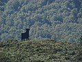 Toro Osborne en Becerreá.