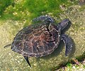 Tortuga verda a Punta del Diablo.