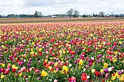 Tulip Festival in Woodburn, Oregon. 2007