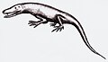 Varanosaurus