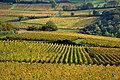 Vignes à Solutré-Pouilly.