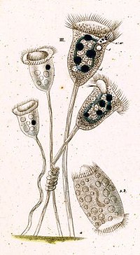 Vorticella convallaria.jpg