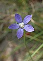 Wahlenbergia violacea