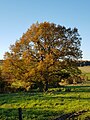 Vorschaubild der Version vom 19:40, 14. Okt. 2017