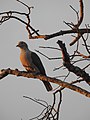 Green imperial pigeon