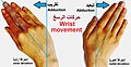 تبعيد الرسغ أو الإنحراف الكعبري (radial deviation)، و تقريب الرسغ أو الإنحراف الزندي (ulnar deviation).