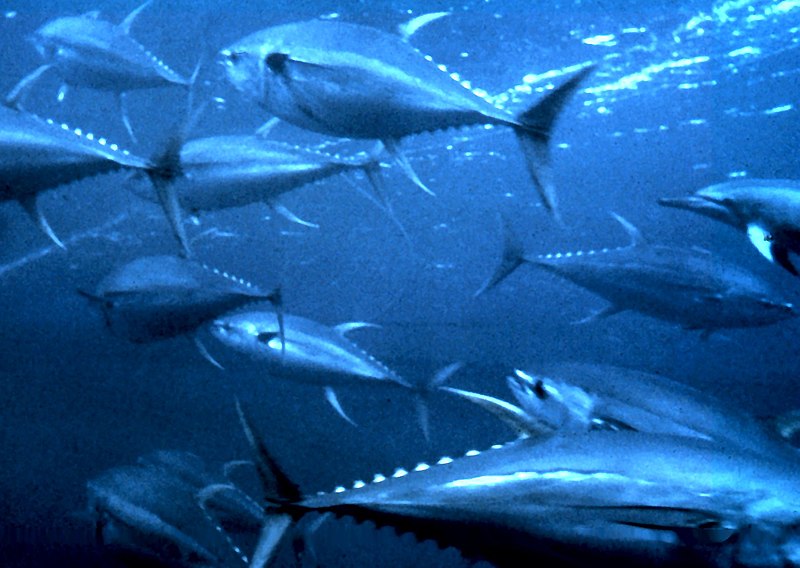Cá ngừ đại dương Magưrô